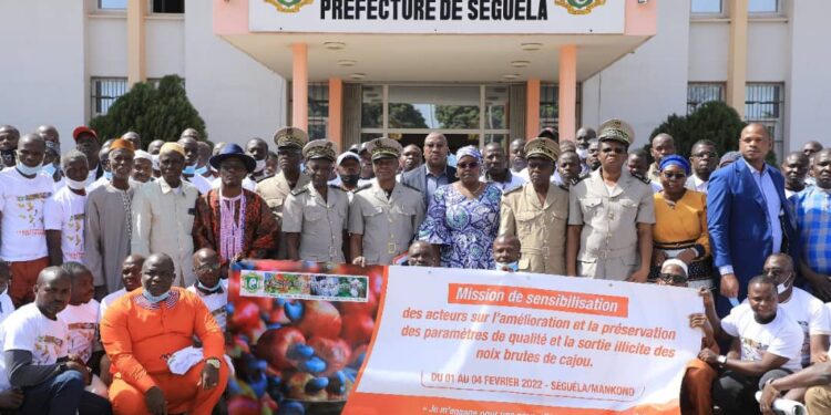Cajou / Respect de la qualité de la noix brute: La Côte d’Ivoire en élève acharné