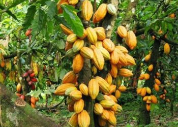 Déforestation liée à la cacaoculture: Mighty Earth épingle des chocolatiers