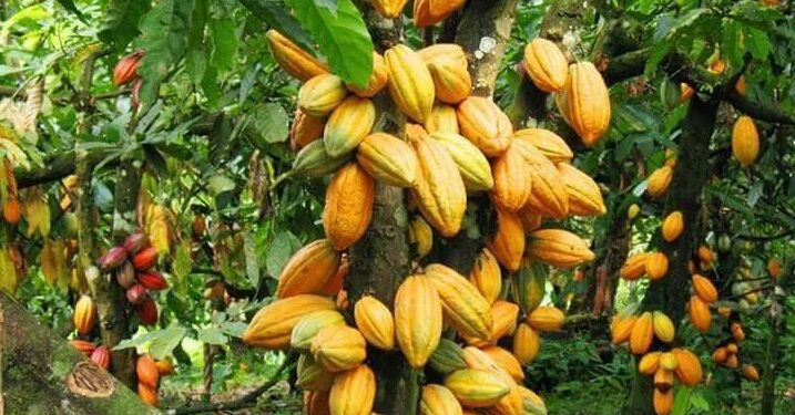 Déforestation liée à la cacaoculture: Mighty Earth épingle des chocolatiers