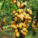 Déforestation liée à la cacaoculture: Mighty Earth épingle des chocolatiers