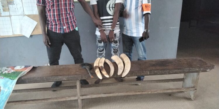 Bondoukou: Un braconnier, trafiquant d’ivoire mis aux arrêts et condamné à 18 mois de prison ferme