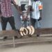 Bondoukou: Un braconnier, trafiquant d’ivoire mis aux arrêts et condamné à 18 mois de prison ferme
