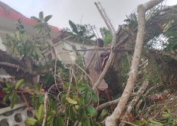 Grand-Bassam: une branche d&rsquo;un arbre centenaire tue un enfant devant la Mairie