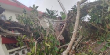 Grand-Bassam: une branche d&rsquo;un arbre centenaire tue un enfant devant la Mairie