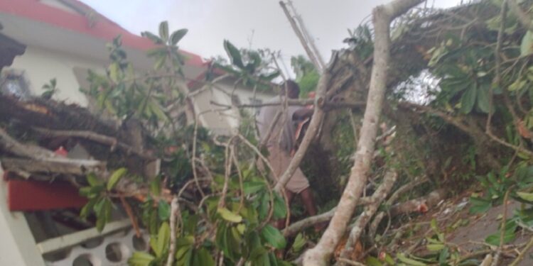 Grand-Bassam: une branche d’un arbre centenaire tue un enfant devant la Mairie