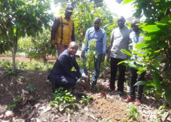 Soubré/cacaoculture:Des producteurs de cacao de Buyo sensibilisés sur l’agroforesterie