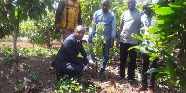 Soubré/cacaoculture:Des producteurs de cacao de Buyo sensibilisés sur l’agroforesterie