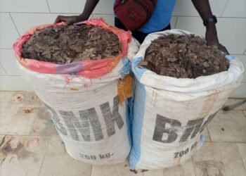 Guiglo : 2 trafiquants mis aux arrêts avec 153 kg d’écailles de pangolins