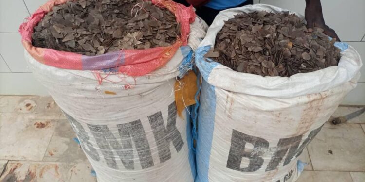 Guiglo : 2 trafiquants mis aux arrêts avec 153 kg d’écailles de pangolins