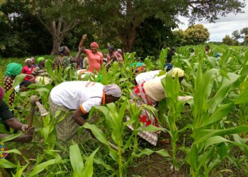 Autonomisation de la femme : La Fegaf initie un projet de 50ha de maïs dans la Bagoué