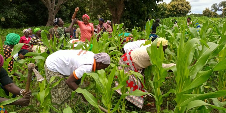 Autonomisation de la femme : La Fegaf initie un projet de 50ha de maïs dans la Bagoué
