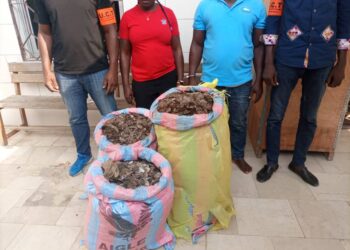 Côte d’Ivoire : Deux trafiquants interpellés à Yopougon avec 122 kg d’écailles de pangolins