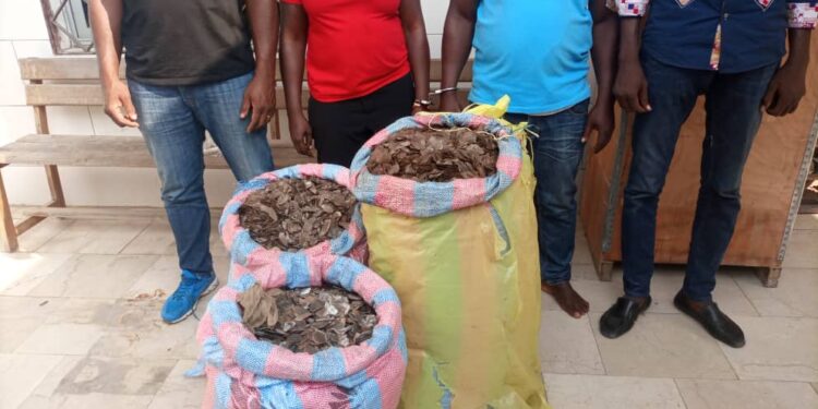 Côte d’Ivoire : Deux trafiquants interpellés à Yopougon avec 122 kg d’écailles de pangolins