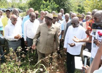 Nord de la Côte d&rsquo;Ivoire :le bassin cotonnier envahi par des insectes