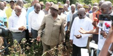 Nord de la Côte d&rsquo;Ivoire :le bassin cotonnier envahi par des insectes