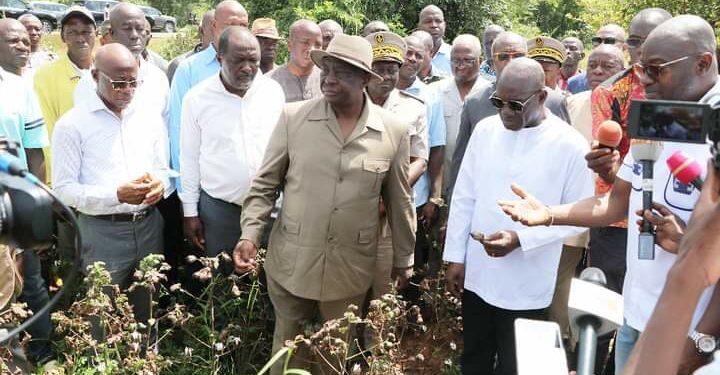 Nord de la Côte d’Ivoire :le bassin cotonnier envahi par des insectes