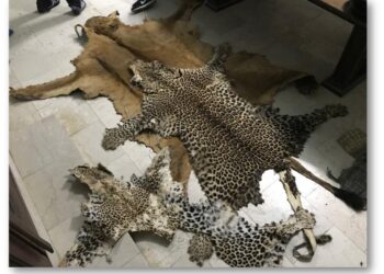 Biodiversité : Près de 70% des animaux vertébrés ont disparu en 50 ans (rapport)