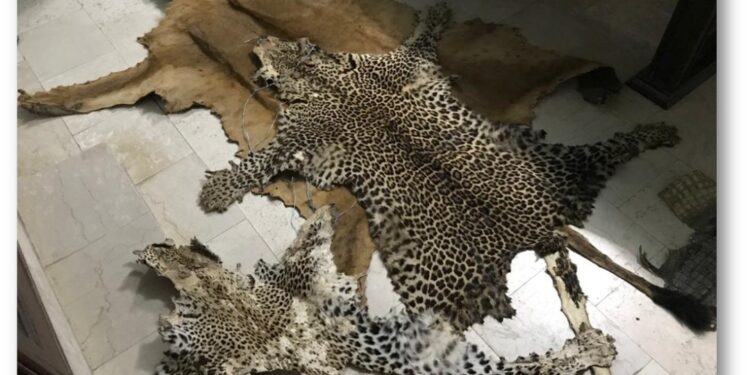 Biodiversité : Près de 70% des animaux vertébrés ont disparu en 50 ans (rapport)