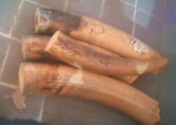 Korhogo/Trafic d&rsquo;ivoires: 3 trafiquants interpellés dont un animateur radio