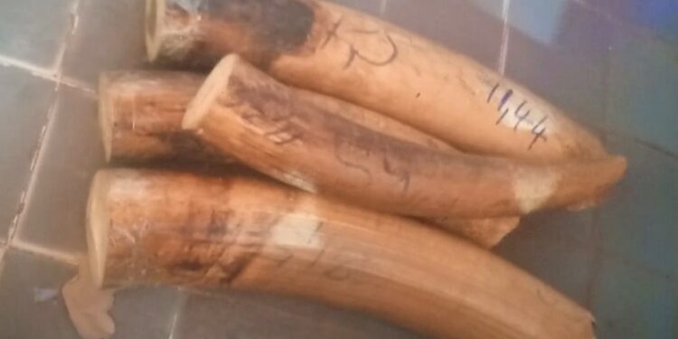 Korhogo/Trafic d’ivoires: 3 trafiquants interpellés dont un animateur radio