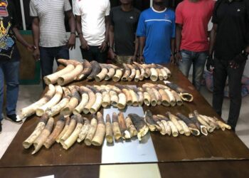 Trafic d’espèces protégées en Côte d’Ivoire: Plus de 4 T d’écailles de pangolins et près de 800 kg d’ivoires saisis en 6 ans