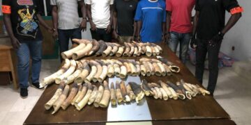 Trafic d’espèces protégées en Côte d’Ivoire: Plus de 4 T d’écailles de pangolins et près de 800 kg d’ivoires saisis en 6 ans