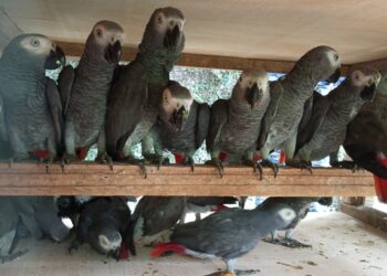 Trafic d’espèces protégées : Un vaste réseau de trafiquants de perroquets entre Dakar et Abidjan démantelé