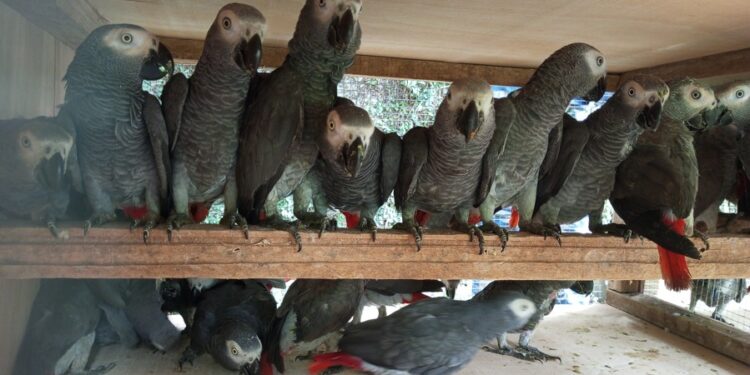 Trafic d’espèces protégées : Un vaste réseau de trafiquants de perroquets entre Dakar et Abidjan démantelé