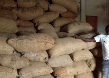 Côte d’Ivoire/Campagne anacarde 2023: Le kg de cajou vendu à 150 FCFA au lieu de 315 FCFA à Niakara (Producteurs)