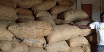 Côte d’Ivoire/Campagne anacarde 2023: Le kg de cajou vendu à 150 FCFA au lieu de 315 FCFA à Niakara (Producteurs)