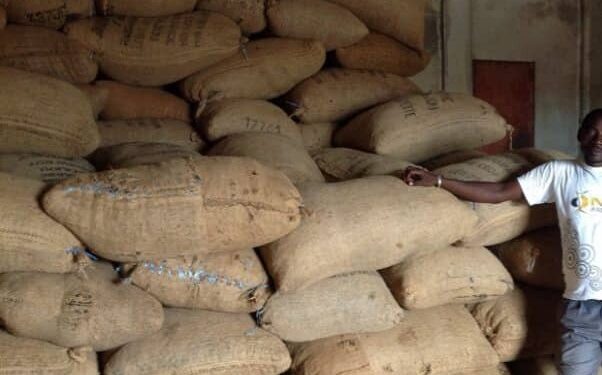 Côte d’Ivoire/Campagne anacarde 2023: Le kg de cajou vendu à 150 FCFA au lieu de 315 FCFA à Niakara (Producteurs)