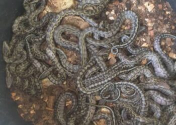 Côte d’Ivoire/Conservation de la Biodiversité : Naissance de 34 pythons (Python sebae) protégés par la loi