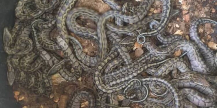 Côte d’Ivoire/Conservation de la Biodiversité : Naissance de 34 pythons (Python sebae) protégés par la loi