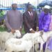Tabaski 2023: le ministre Danho Paulin a offert 400 béliers aux musulmans