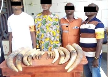 Trafic d’espèces sauvages protégées : Une croissance de 5 à 7% observée chaque année malgré la répression