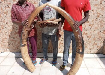 Yamoussoukro: 3 présumés trafiquants d’ivoires d’éléphants interpellés