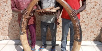 Yamoussoukro: 3 présumés trafiquants d’ivoires d’éléphants interpellés