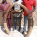 Yamoussoukro: 3 présumés trafiquants d’ivoires d’éléphants interpellés