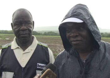 Bafing-Kabadougou/ Campagne 2023 du projet soja: Les opérations de labour et de semis se déroulent bien