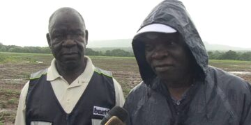 Bafing-Kabadougou/ Campagne 2023 du projet soja: Les opérations de labour et de semis se déroulent bien