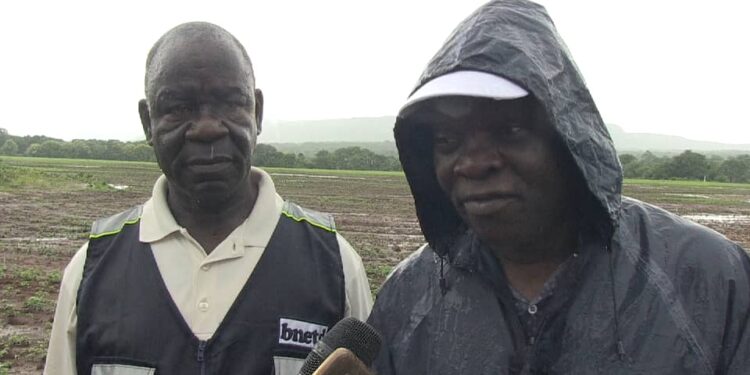 Bafing-Kabadougou/ Campagne 2023 du projet soja: Les opérations de labour et de semis se déroulent bien