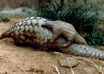 Côte d’Ivoire : La difficile lutte pour la préservation des pangolins