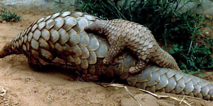 Côte d’Ivoire : La difficile lutte pour la préservation des pangolins