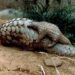 Côte d’Ivoire : La difficile lutte pour la préservation des pangolins
