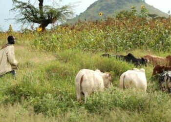 Sinfra : Un différend agriculteur-éleveur réglé à l’amiable