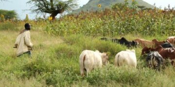 Sinfra : Un différend agriculteur-éleveur réglé à l’amiable