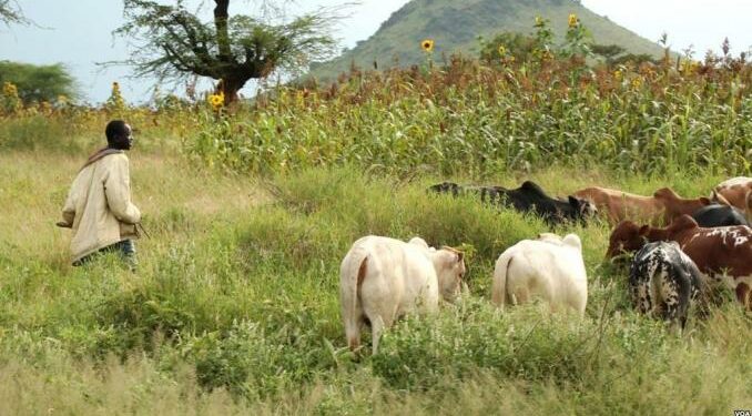 Sinfra : Un différend agriculteur-éleveur réglé à l’amiable