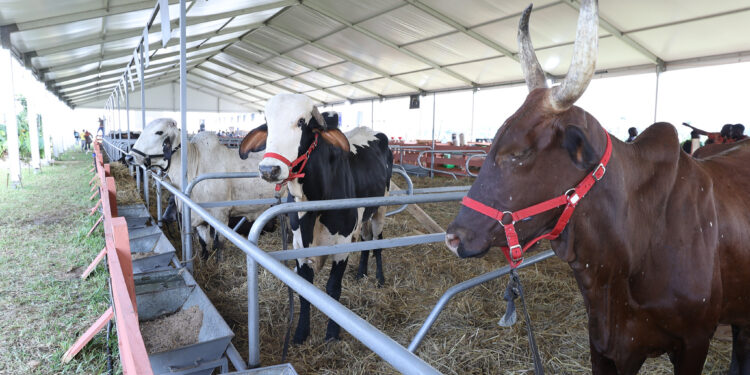 Côte d’Ivoire/6ème édition du Sara: les images de la cérémonie d’ouverture