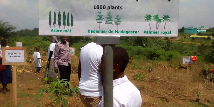 Lutte contre la déforestation : La BICICI renforce le couvert forestier national