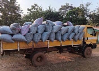 Lutte contre le cacao illégal : une coopérative convoquée devant le tribunal